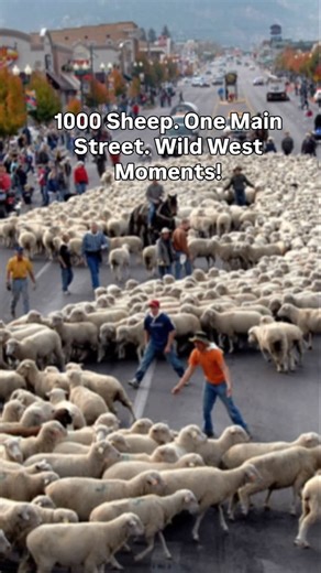 SHARE THIS!! Wild West alert: 1,000 sheep are marching through downtown! 🐑✨ Join us Sat, Oct 25 at 10:00 am on Main Street (200 South to 400 North), Cedar City, Utah – a one-of-a-kind herd from the Cedar Mountain pastures, full of wagons, stock dogs, tractors and history. ￼ Stay till after for the Sheep Camp display at Cross Hollows Events Center (11 S. Cross Hollow Rd.). ￼ Leave your pup at home, stay at the edge of the street and don’t get in front of the sheep! 🔗 Visit cedarlivestockfest.co