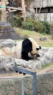 Ueno Zoo: Tokyo’s historic wildlife haven in the heart of Ueno Park.