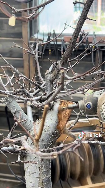 Mastering Chokecherry Bonsai Carving Techniques
