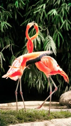 Explore Nature Now EDUCATIONAL Nature Documentary Flamingo Dances #explorenaturenow