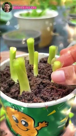 Cách trồng cà chua trong chậu siêu dễ tại nhà 🌱🍅 #trongcay