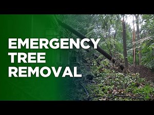 Emergency Tree Removal