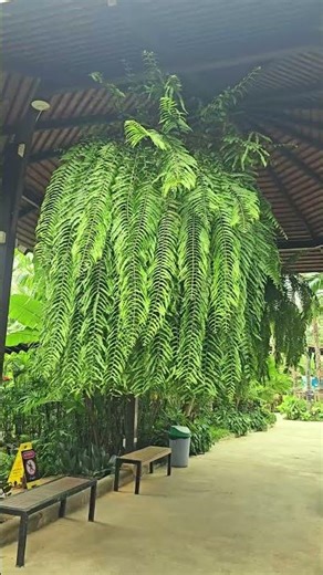 ഇത്രേം വലിയ Fern Hang ചെയ്തിരിക്കുന്നത് കണ്ടോ