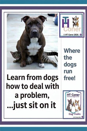Dog Problem-Solving 101: Just Sit On It 😂