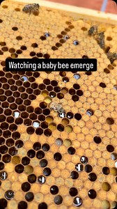 Today during our beekeeping course with @manchesterbeekeeping, we witnessed an incredible moment — a baby bee emerging from its cell! One of the things I love most about beekeeping is how every hive visit holds a new surprise. You never know what amazing sights you’ll witness. #beekeeping #babybee #beekeeperslife | Manchester Honey Company