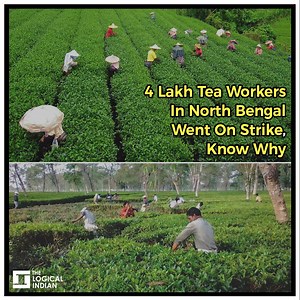 Tea workers in West Bengal’s northern districts have been underpaid and grossly neglected for years. With a wage as low as Rs 159 a day, survival for these workers is next to impossible. In a three-day-strike, the workers demanded to increase their minimum wages from Rs 159 to Rs 239 a day. | The Logical Indian