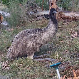 12K views · 627 reactions | How do Emus sit? With a lot more grace than you would expect. Elle shows her style, in slow motion... | Wildwood Wildlife Shelter - Gariwerd | Facebook