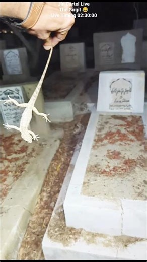 Girgit ka Amazing Transformation🤯🔥 #lizard The Monitor Lizard #jincartellive