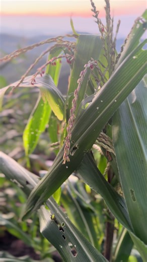 ¡Ah cuántos les gusta el bello amanecer del campo! #vidadecampo #vidacampesina #viral #paz #amanecer