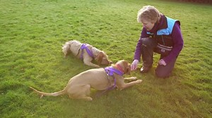 16K views · 67 reactions | Dream of a world where the leash is truly...