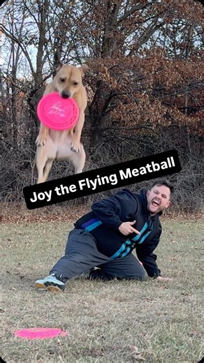Our Pitbull rescue dog Joy the Flying Meatball practicing some fun freestyle disc dog tricks! ☄️ Team @herodiscusa 💪🥏 #pitbull #rescuedog #rescuecatsofinstagram #dogsports #dogtricks #trickdog #discdog #frisbeedog #dogtraining #dogtrainer #dogsofmsp #dogsofinstagram #dailydog #doglife #doglover #mansbestfriend #domorewithyourdog | Fairly Odd Dogs