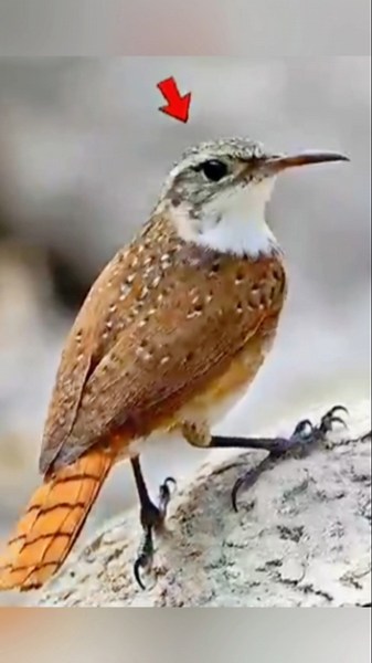 How this Bird Hunt it's Prey?😱 | #wildlife #animals