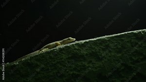 Thailand common house gecko hunting fruit fly on the wall Stock Video