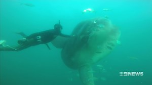 Rare sunfish spotted off Bondi