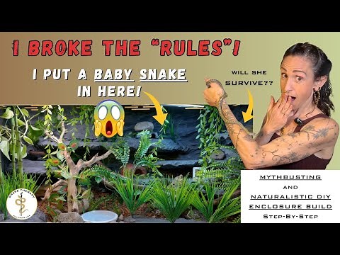 Baby Snake Enclosure Set Up: Why And How To Go BIG (Step By Step Build)