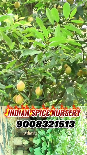 96K views · 917 reactions | Nutmeg plant nursery | Jayikayi Nursery | India's Best Spice Nursery | My Nature India Foundation | Facebook