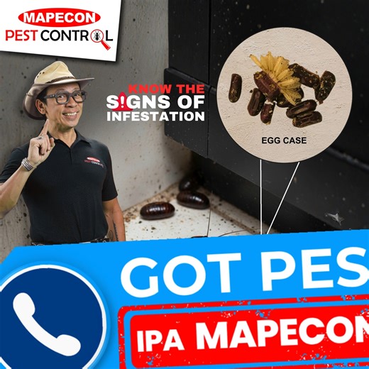 Found a cockroach egg case? That’s a warning, Infestation may already be starting. 🪳🚨 Protect your home with 𝐌𝐀𝐏𝐄𝐂𝐎𝐍 ! 🛡️ D.I.A.L 📞 8567 - PEST (7378) 📲 09209113886 (Smart) 📲 09175285709 (Globe) 📲 09228242295 (Sun) or send us a message at 📧 customercare@mapecon.com.ph 🌐www.mapecon.com #IpaMAPECONMo #provenprotection #trustedforgenerations #ipis #MAPECONProtects #ONEMapecon #pests #cockroachcontrol | MAPECON Philippines, Inc.