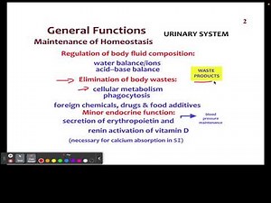 CH 20 1 Urinary System General Functions
