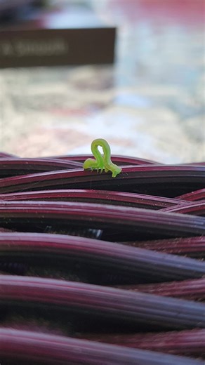 #worm #inchworm #Insects