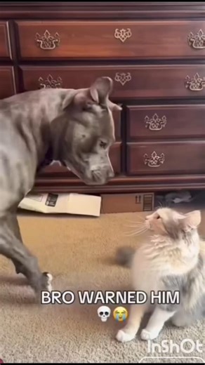 🗿The power of cats💀😮‍💨#cat lover#shorts#viral#edit#remixsong#blue