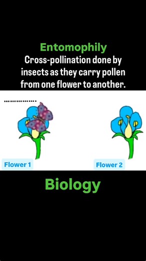 Entomophily means cross-pollination done by insects as they carry pollen from one flower to another. #biology #neet #science #class10 #class12 | Aashish Sharma’s Classes