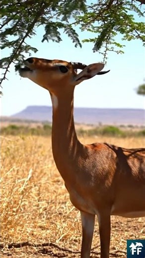 Gerenuk : elle ne boit presque jamais 🦒💧
