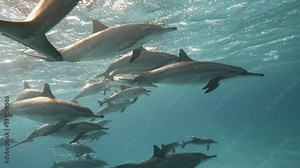 Dolphins playing in the blue water of Red sea. Underwater shot of wild dolphin taking breath. Aquatic marine animals in their natural habitat. Closeup of friendly bottlenose. Wildlife nature