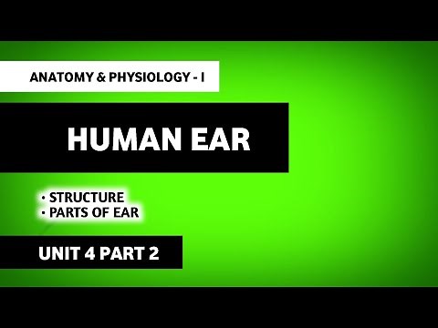 Structure And Function Of Ear | Parts Of Ear | Ear | Human Anatomy And Physiology | B Pharma
