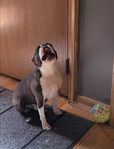 Boston has a new song to share with you. | Boston the Boston