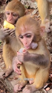 The Most Cutest Baby Monkey Eating Delicious Food | TV Monkey