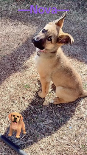 #puppy #gsd #Nova #dog