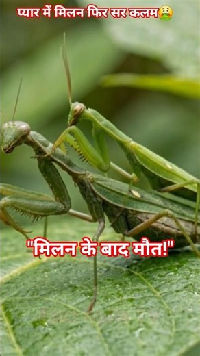 प्रेइंग मैंटिस का खतरनाक प्यार! 😱 | Love After Death in Nature #Shorts #facts