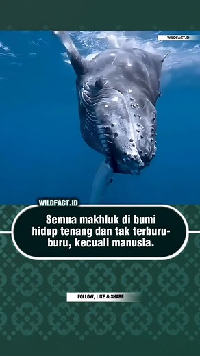 Dalam psikologi modern, manusia sering terjebak dalam kondisi yang disebut time urgency—dorongan internal untuk terus cepat, produktif, dan bergerak tanpa henti. Menurut penelitian Friedman & Rosenman (1974) tentang Type A behavior pattern, manusia cenderung mengalami stres karena tekanan waktu yang sebenarnya mereka ciptakan sendiri. Berbeda dengan hewan yang hidup mengikuti ritme alami dan kebutuhan biologisnya, manusia dipengaruhi oleh standar sosial, kompetisi, dan ketakutan tertinggal. Ling
