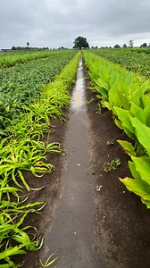 251K views · 2.7K reactions | Safed musli #instagood #reels #shorts #trendingreels #trending #facebookviral #shortsreels #ytshorts #instagram @indianfarmer @princeagro.in | Dilip Sirvi | Facebook