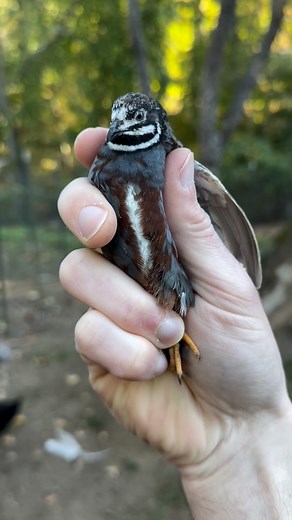 Bernard Henry on Instagram: "These are some of my absolute favorite button quail colors! There’s so mutations (colors) that I’ve honestly never seen before 😂. Which one is your favorite?? 💙 - - #babyanimals #cuteanimals #cutenessoverload #cute #foryoupage #babyanimal #fyp"