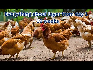everything about layers, how to feed layers. everything about layers from day 1 to laying
