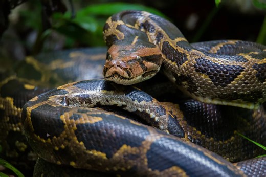 Video shows Florida hunter catch a nearly 17-foot python weighing 202 pounds