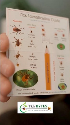 What do Ticks Look Like?