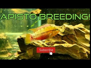 Apistogramma care and breeding [Best cichlid for a 20 gallon tank]