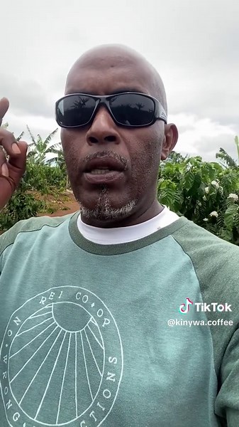 Dealing with Pest Attacks on Coffee Trees