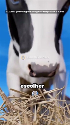 Por que ele tá fazendo a vaca engolir um ímã? 🤔