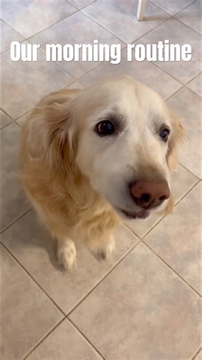 MyDog’s Morning Routine 🐾🩷#dogshorts