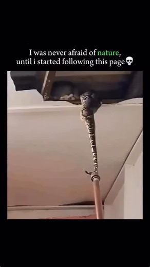 Wildlife abyss on Instagram: "This is not just a snake — it’s a Python No poison, but deadly power! It kills by wrapping around and crushing its prey slowly. Can grow over 20 feet long and often enters homes searching for food or warmth. Nature is not always beautiful - sometimes, it’s terrifying too. . . . #trendingreels #didyouknow #mindblowing #nature #forest unexplored earth viral explore facts usa snake python"