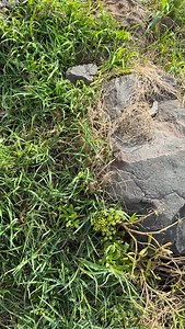 9.5K views · 519 reactions | Not every memory on Madeira comes from a...