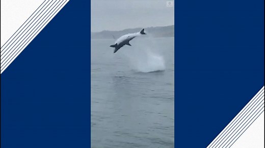 Mako shark goes airborne
