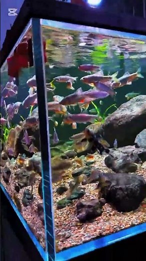 Colorful fish inside the aquarium look incredibly beautiful. #aquariumfish #fishlover #fishlife