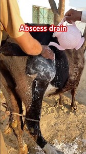 Abscess drain in cow|popliteal abscess | vet surgery| #viral #cow #veterinarysurgery #animalhospital