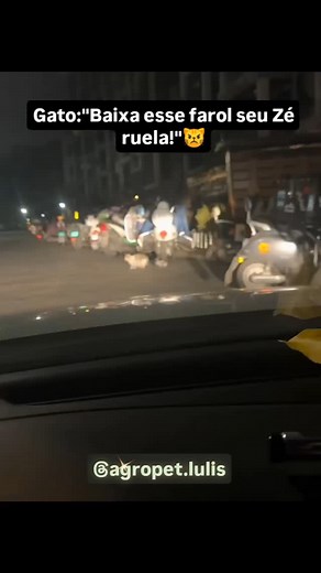 Gabriel Rosetti de Souza on Instagram: "#viralvideos #reelsviral #gatosfofos #gatos"