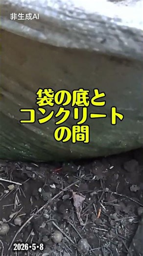 [Rosemary] Success story using sandbags ① #sandbagcultivation #rosemary