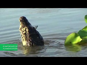 Áreas Protegidas Nacionales de Bolivia y su capacidad de almacenamiento y captura de CO2